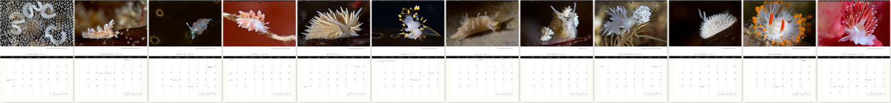 Nudibranchs of the Pacific Northwest, 2013 Calendar Months